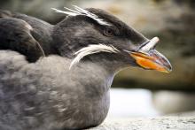 Adult breeding rhinoceros auklet (Cerorhinca monocerata). Photo: Frostnip (CC BY-NC 2.0)
