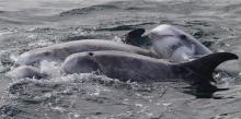 A group of three or four dolphins swimming closely together in choppy gray waters, with their dorsal fins visible above the surface.