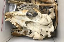 A harbor seal skull in a box