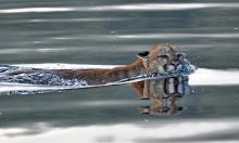 A cougar swimming with its head above calm, glassy water.