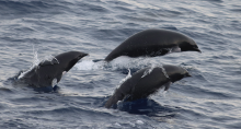 Three northern right whale dolphins surfacing partially out of water.