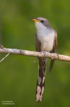 Figure 1. Yellow-billed cuckoo (© David Speiser, www.lilibirds.com). Figure 1. Yellow-billed cuckoo (© David Speiser, www.lilibirds.com).