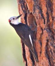 Male white-headed woodpecker in Yakima County (photo by Joe Higbee).