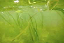 Eelgrass in Dumas Bay, Central Puget Sound 2013. Photo courtesy of DNR.