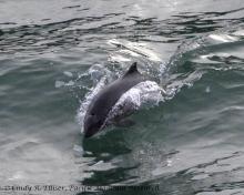 A surfing harbor porpoise in Burrows Pass, off Fidalgo Island, WA. Photo: Copyright Cindy R. Elliser, Pacific Mammal Research http://pacmam.org/ A surfing harbor porpoise in Burrows Pass, off Fidalgo Island, WA. Photo: Copyright Cindy R. Elliser, Pacific Mammal Research http://pacmam.org/