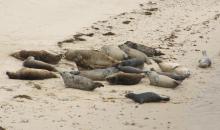 Harbor seals at haulout site. Photo courtesy of WDFW: http://wdfw.wa.gov/wildwatch/sealcam/. Harbor seals at haulout site. Photo courtesy of WDFW: http://wdfw.wa.gov/wildwatch/sealcam/.