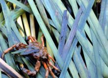 Kelp crab on eelgrass. Photo courtesy NOAA Photo Library