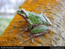 Pacific Treefrog; photo by James Bettaso, U.S. Fish and Wildlife Service