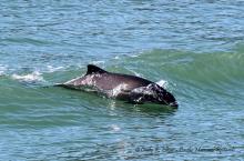 A harbor porpoise surfing in a boat wake in Burrows Pass, off Fidalgo Island, WA. Photo: Copyright Cindy R. Elliser, Pacific Mammal Research http://pacmam.org/ A harbor porpoise surfing in a boat wake in Burrows Pass, off Fidalgo Island, WA. Photo: Copyright Cindy R. Elliser, Pacific Mammal Research http://pacmam.org/