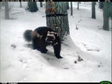 Wolverine (Gulo gulo). Photo: Washington Department of Fish and Wildlife