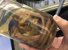 Viperfish specimen in a jar at the Burke Musuem. Photo: Jeff Rice/PSI