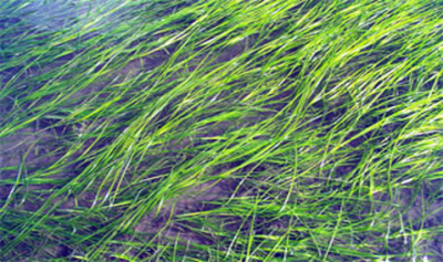 Eelgrass bed. Photo: NOAA