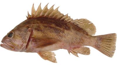 Brown rockfish (Sebastes auriculatus). Image courtesy of NOAA.