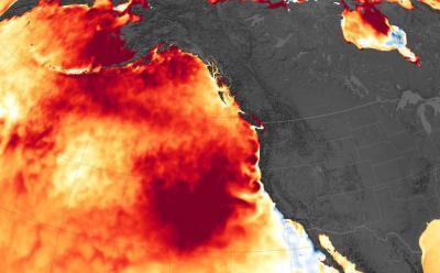 Map showing a marine heat wave known as "the blob" which spread across the northeastern Pacific Ocean from 2014 to 2016. Image: Joshua Stevens/NASA Earth Observatory, Data: Coral Reef Watch