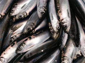 Pacific herring (Clupea pallasii). Image courtesy of NOAA.