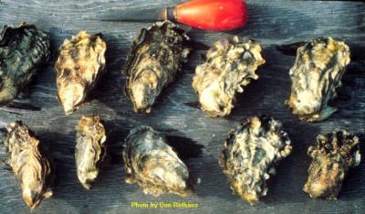 Pacific Oyster (Crassostrea gigas). Photo by Don Rothaus, courtesy of the Washington Department of Fish and Wildlife.