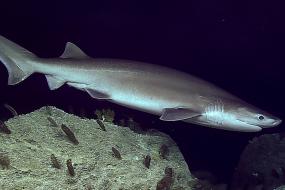 Bluntnose sixgill shark (Hexanchus griseus). Photos courtesy of NOAA Ship Okeanos Explorer.