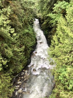 A tributary of the Nooksack River. Photo courtesy NOAA Fisheries.