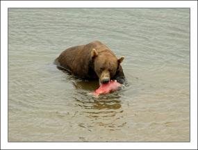 Bear eats salmon. Photo: Robert Voors (CC BY-NC-ND 2.0) https://www.flickr.com/photos/robert_voors/1303192433