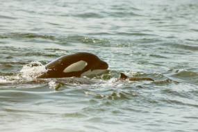 A 6-year-old killer whale from L pod, known as L-73, chases a Dall’s porpoise in this historical photo taken in 1992. Photo: Debbie Dorand/Center for Whale Research
