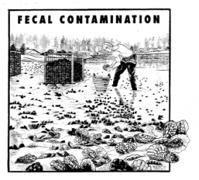 Fecal contamination graphic (page 39)