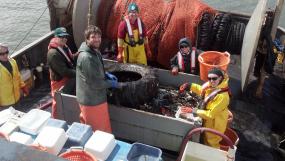 WDFW biologists sorting and measuring fish from PSEMP's index sites in the Duwamish River and near the Seattle Waterfront. Photo: WDFW