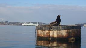 Sea lion sunbathing between meals in Seattle's Eliott Bay. Photo: Johnny Mumbles (CC BY 2.0) https://www.flickr.com/photos/mumbles/3283168713