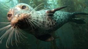 Harbor seal in Puget Sound. Photo courtesy of NOAA. 