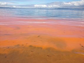 The rapid growth of a red-orange algae, Noctiluca scintillans, dramatically colors the waters of Puget Sound near Edmonds on May 16, 2013. Such algae blooms have been seen more frequently in recent years. Photo: Jeri Cusimano via WA Ecology (CC BY-NC 2.0) https://www.flickr.com/photos/ecologywa/8744775119