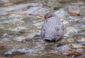A single grey bird with a dark eye standing in flowing water of a river.