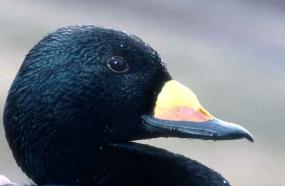 Black Scoter (Melanitta negra), one of seven new birds added to a Salish Sea-wide list of species of concern. Photo courtesy of USGS.