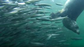 A harbor seal hunting anchovies. From Howe Sound Ballet video by Bob Turner: https://youtu.be/Ycx1hvrPAqc
