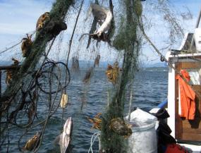 Derelict fishing gear with animal carasses found by the USFWS Puget Sound Coastal Program. Credit Joan Drinkwin/USFWS https://flic.kr/p/8TX8CQ (CC BY 2.0)