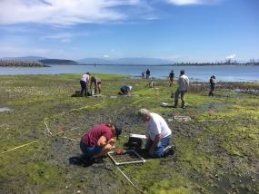 Fidalgo Bay Citizen's Stewardship Committee volunteers conduct intertidal monitoring surveys during low tide at Fidalgo Bay Aquatic Reserve. Photo: Erica Bleke/DNR