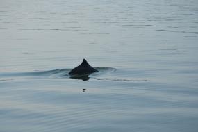 Harbor porpoise surfacing. Photo: Erin D'Agnese, WDFW