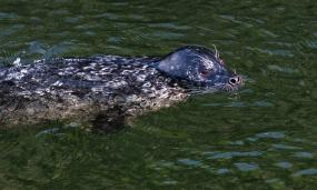 A single harbor seal swimming with its face above and body below the surface of the water.