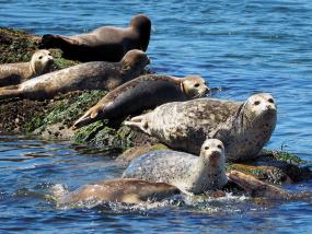 Several harbor seals lying on a rock