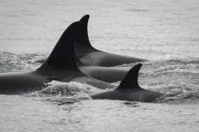 A group of southern resident killer whales swimming together near San Juan Island. Photo: Katy Foster/NOAA Fisheries, under permit 18786