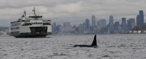 J27, a 32-year-old male orca named Blackberry, cruises off the Seattle waterfront in October 2012. Blackberry’s community, the endangered Southern Resident killer whales, are impaired by a high rate of inbreeding. Photo: National Marine Fisheries Service, taken under permit #16163