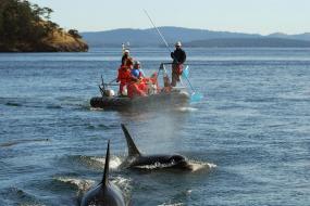 Researchers in a boat near killer whales