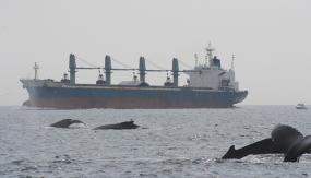 Noise from ocean-going ships can harm marine life. Photo courtesy of NOAA. 