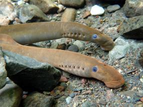 Underwater view of two Pacific lamprey resting on rocks and sand. 