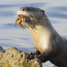 River otter with crab. Photo courtesy of the SeaDoc Society.