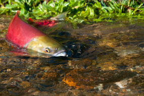  Wild sockeye salmon in Adams River, BC. Photo: Province of British Columbia (CC BY-NC-ND 2.0) https://flic.kr/p/L6McUY