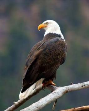 Bald eagle at Blue Lake, Sinlahekin WLA (photo by Justin Haug).  