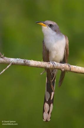Figure 1. Yellow-billed cuckoo (© David Speiser, www.lilibirds.com).