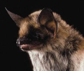 Image copyright Merlin D. Tuttle, Bat Conservation International, www.batcon.org