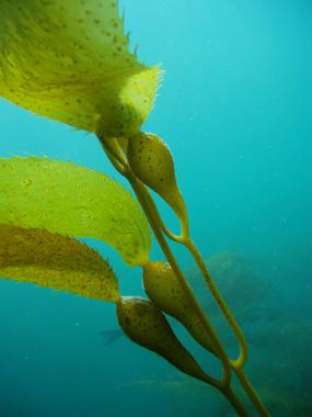 Giant kelp (Macrocystis pyrifera) is one of the fastest growing organisms on earth. Cultivating kelp and other algae could help offset ocean acidification. Photo courtesy of NOAA.