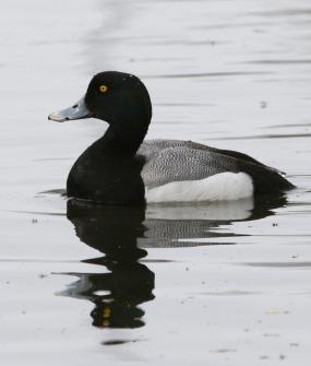Greater scaup (Aythya marila). Photo by Donna Dewhurst, U.S. Fish and Wildlife Service. 