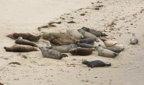 Harbor seals at haulout site. Photo courtesy of WDFW: http://wdfw.wa.gov/wildwatch/sealcam/.
